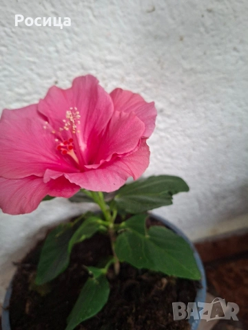 хибискус , снимка 2 - Стайни растения - 53474668