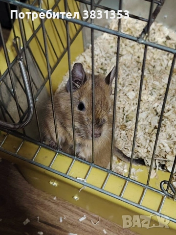 чилийски катерички Дегу