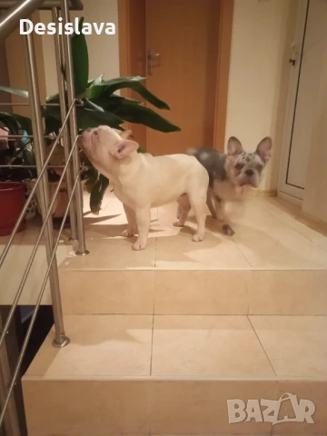 Френски булдози , снимка 3 - Френски булдог - 50981628