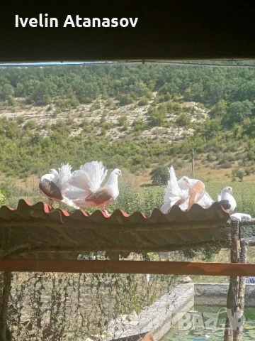 Фенерлии, снимка 11 - Гълъби - 50673891