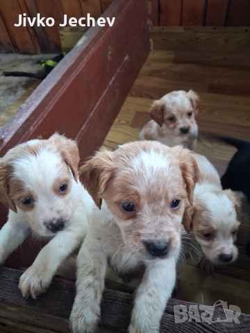 Бретон Шпаньол 