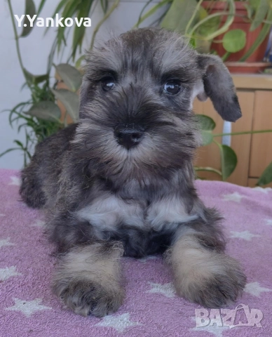 Мини шнауцер, женско Salt & Pepper , снимка 3 - Други - 52515218