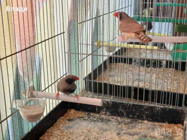 Зеброви амадини джъмбо, снимка 3 - Амадини - 54250789