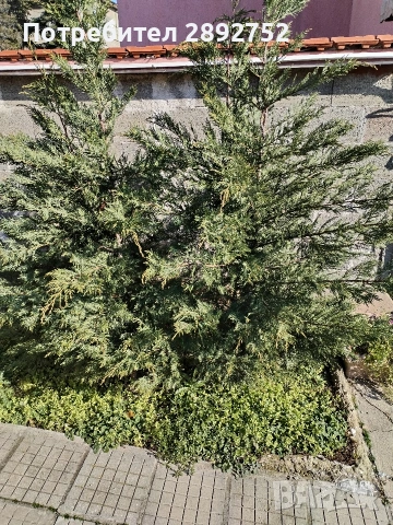 Кипарис Лейланди