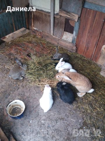 продавам зайци за клане 25лева броя , снимка 5 - Други животни - 45382304