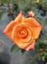 Роза оранжева, снимка 2
