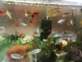 Продавам растения Пистия и други, снимка 10