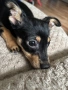 Продавам мъжко пинчер на 4 месеца, снимка 2