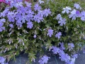 Флокс цикламен и светло син. , снимка 6