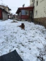 Продавам немска овчарка, снимка 8