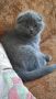 Шотландски клепоухи котета, снимка 1 - Британска късокосместа - 45567329