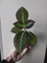 Еписция, episcia jim's canadian sunset, снимка 2