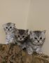 Шотландски клепоухи котета, снимка 1 - Други - 46040796