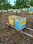 полистиролни кошери с пчели , снимка 1 - Стоки за пчели - 45483678
