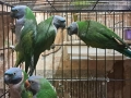 продавам папагали китаиски александар 2023 г 3 женски, снимка 1