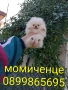 Миниатюрен мини Померан., снимка 3