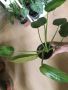 Philodendron Jose Buono , снимка 4