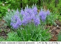 Камас, камасия (Camassia quamash) – луковици, снимка 1