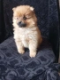 Продавам померан , снимка 1