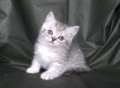 Британски късокосмести котета, снимка 3