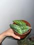 Сциндапсус Екзотика, Scindapsus Exotica, стайно растение, лиана, снимка 4