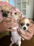 Продавам мини чиху-пинчери, снимка 5
