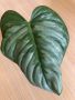 Philodendron Sodiroi , снимка 1