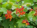 Червена калина (viburnum opulus), снимка 4