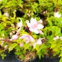 Дойция, Deutzia hybrida 'Mont Rose', снимка 4