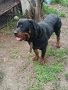 Ротвайлер мъжки , снимка 6
