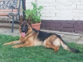 Търся немска овчарка , снимка 3