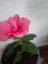 хибискус , снимка 2
