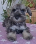Мини шнауцер, женско Salt & Pepper , снимка 3