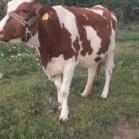 Крава Холщайн заплодена с 2 -ро теле, снимка 3 - Крави - 45428999