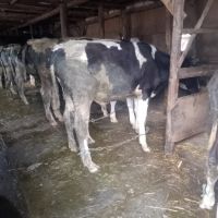 селскостопански животни , снимка 2 - Крави - 45423083
