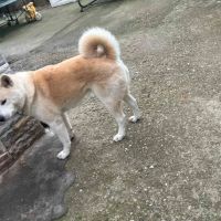 Кученца Акита Ину, снимка 5 - Акита ину - 45395118