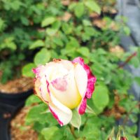Роза сорт Double Delight,  Дабъл Дилайт, Двойно удоволствие, снимка 3 - Градински цветя и растения - 45830039