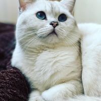 Прекрасни британски котета , снимка 10 - Британска късокосместа - 45712114