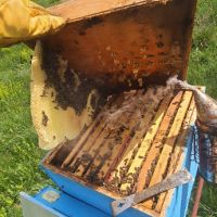 Пчелни семейства , снимка 2 - За пчели - 43553627