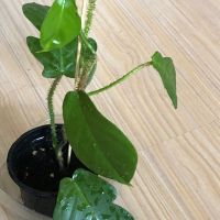 Philodendron Squamiferum , снимка 1 - Стайни растения - 46205960