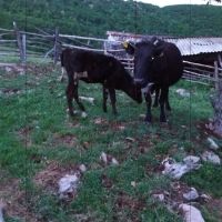 Крава с теле, снимка 2 - Крави - 45366678