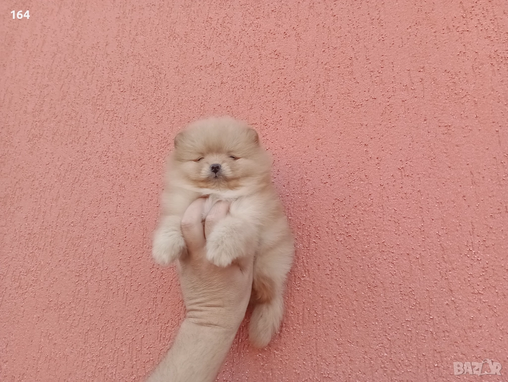 Мъжки Померан. Реални снимки!, снимка 1