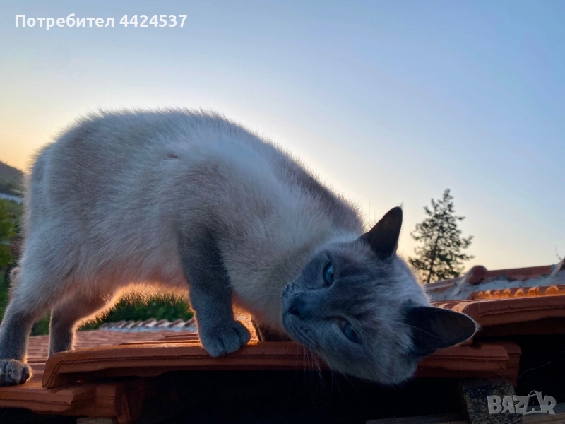 Бирмански сиамски котарак, снимка 1