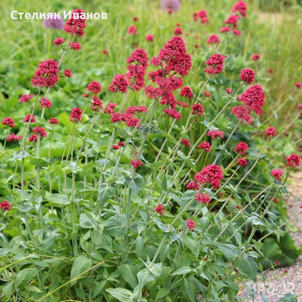 Червен валериан, червен центрантус (Centranthus ruber), снимка 1