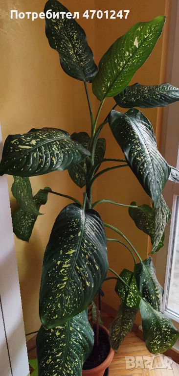 Стайно растение Дифенбахия, снимка 1