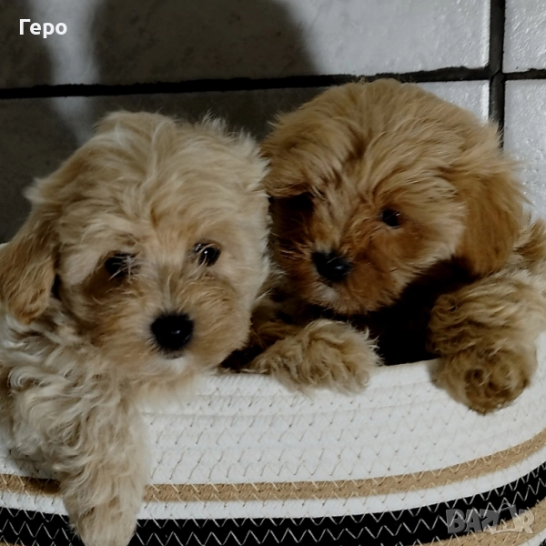 малтипу , снимка 1