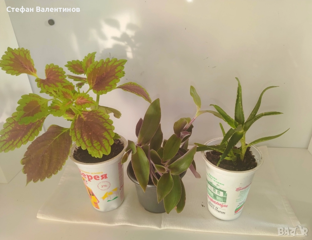 комплект Копривка+Традесканция+Алое , снимка 1