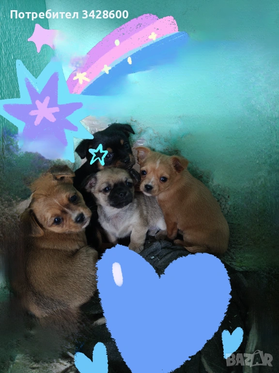 Малки пинчери , снимка 1
