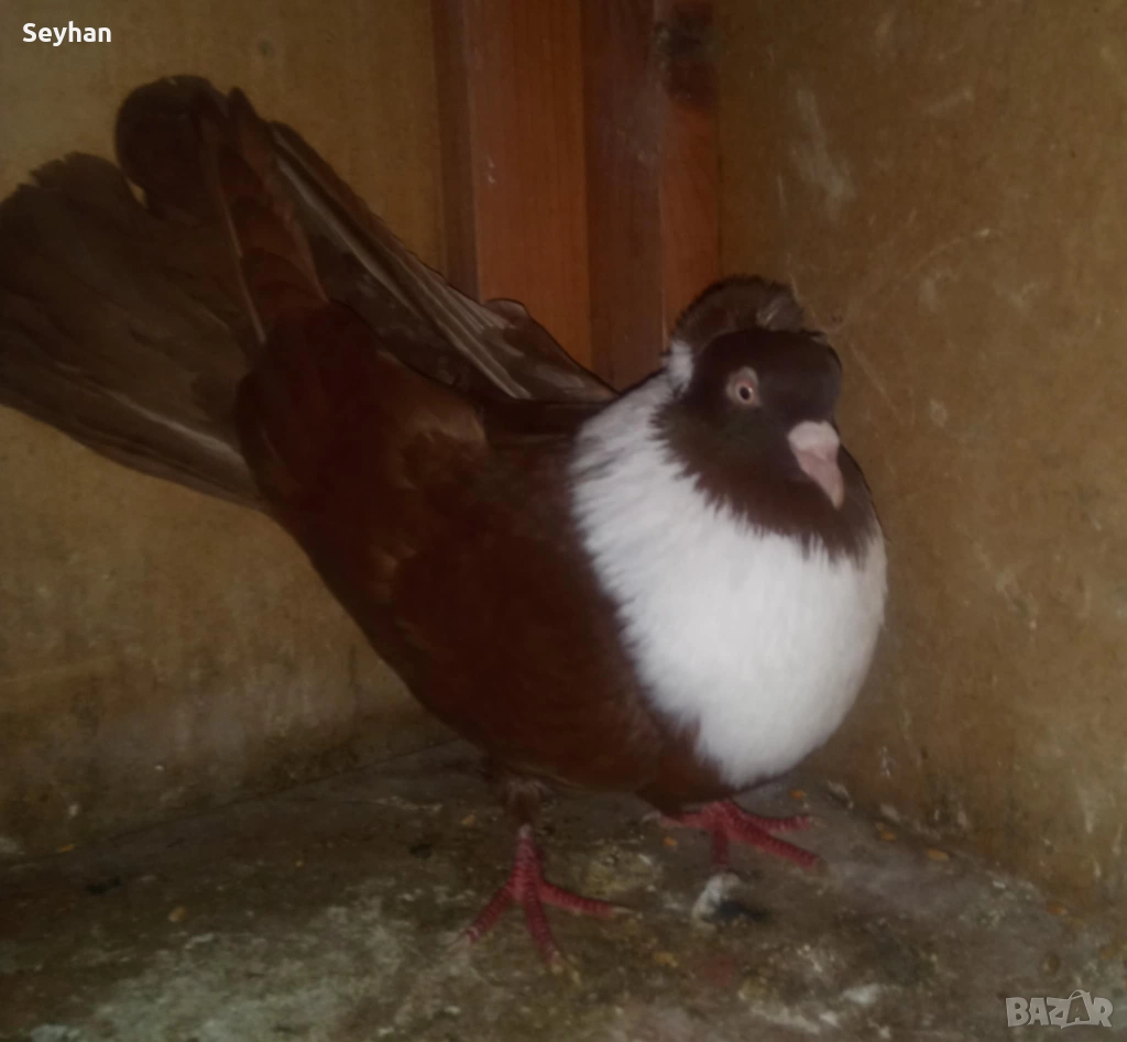 Чирпански мъжки , снимка 1