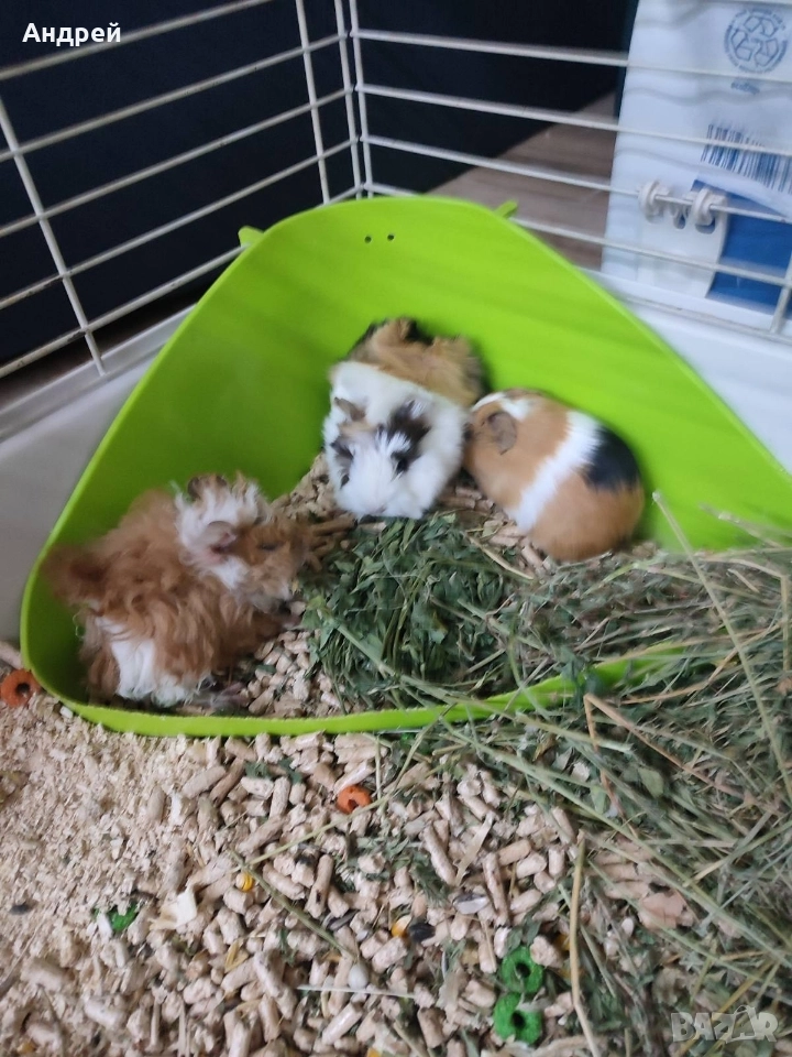 Морски свинчета , снимка 1